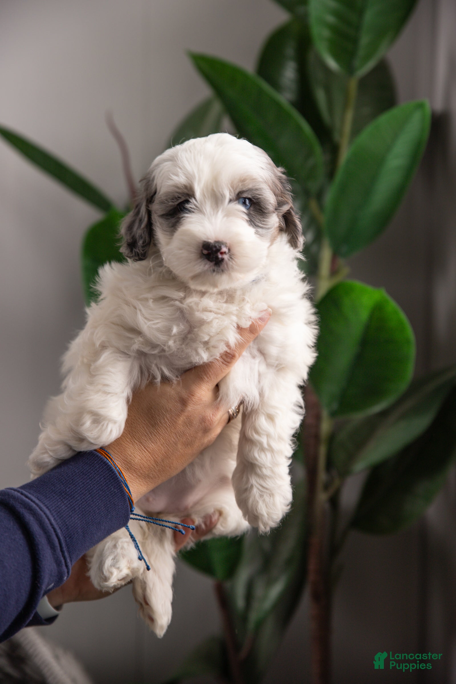 Mixed Breed dogs Colt - Ad 1