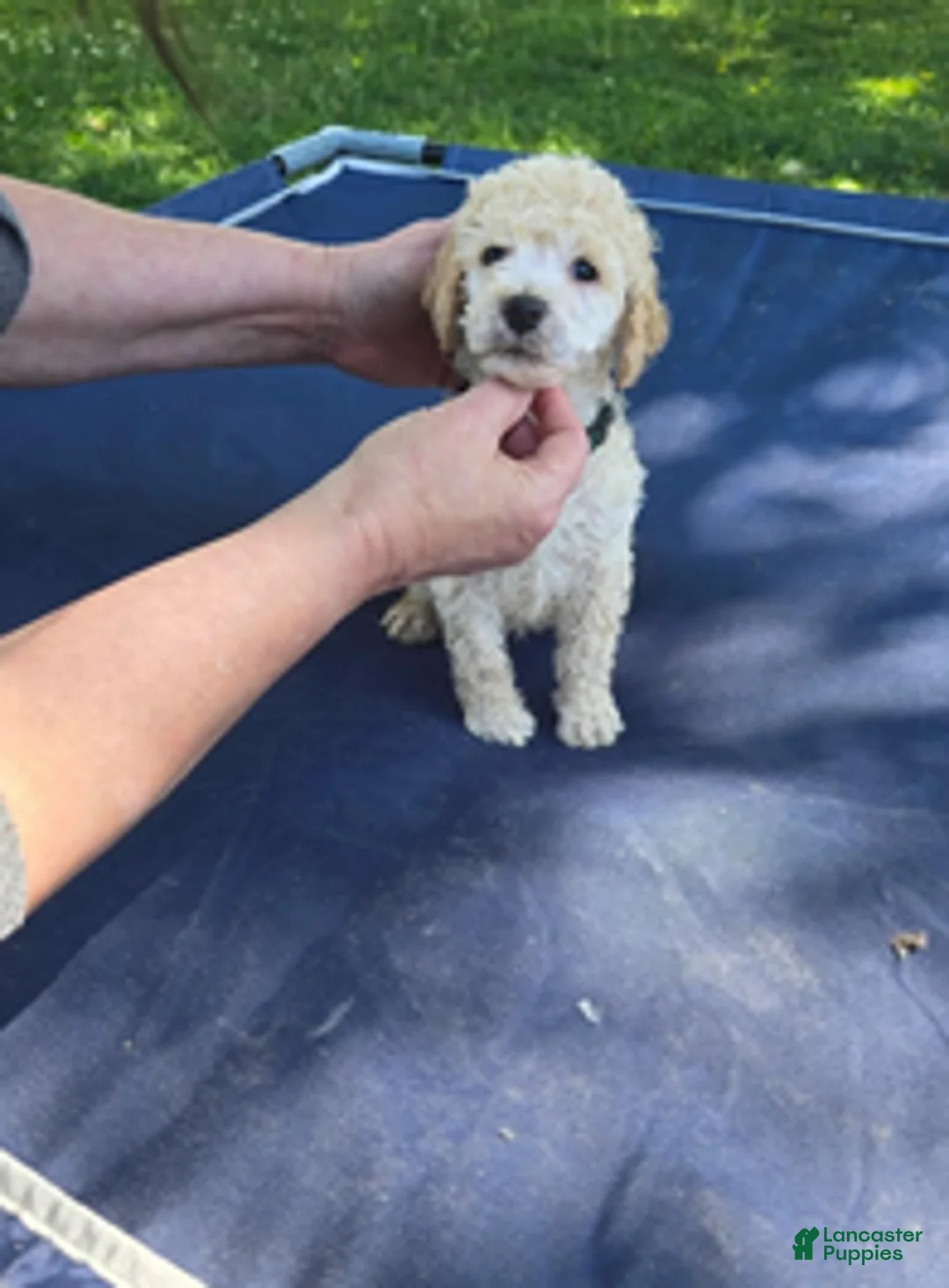 Standard Poodle dogs for sale: Camo - Ad 2