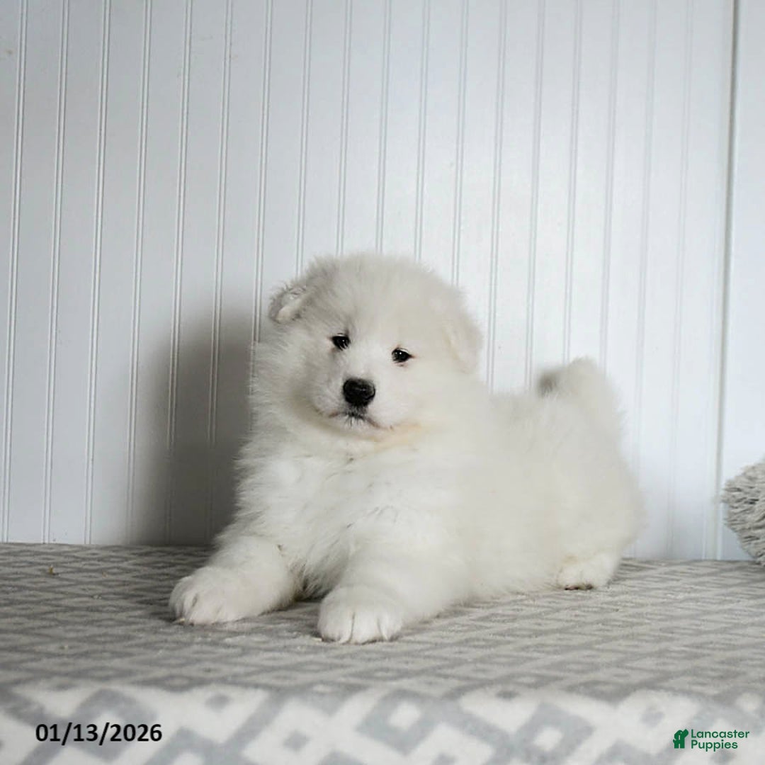 Samoyed dogs for sale: Paxton - Ad 3