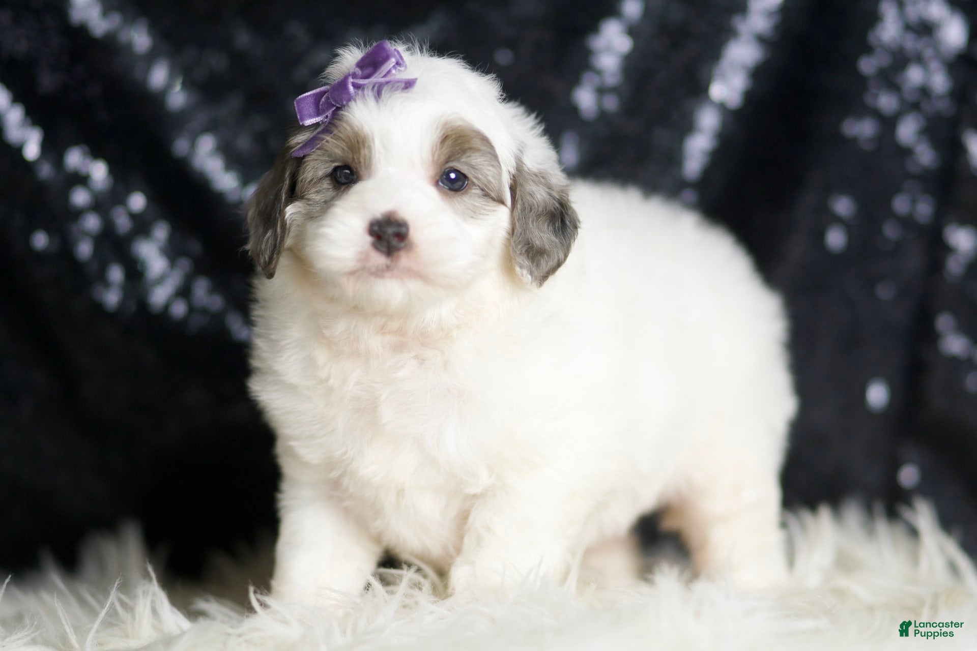 Mini Goldendoodle dogs Hannah - Ad 21