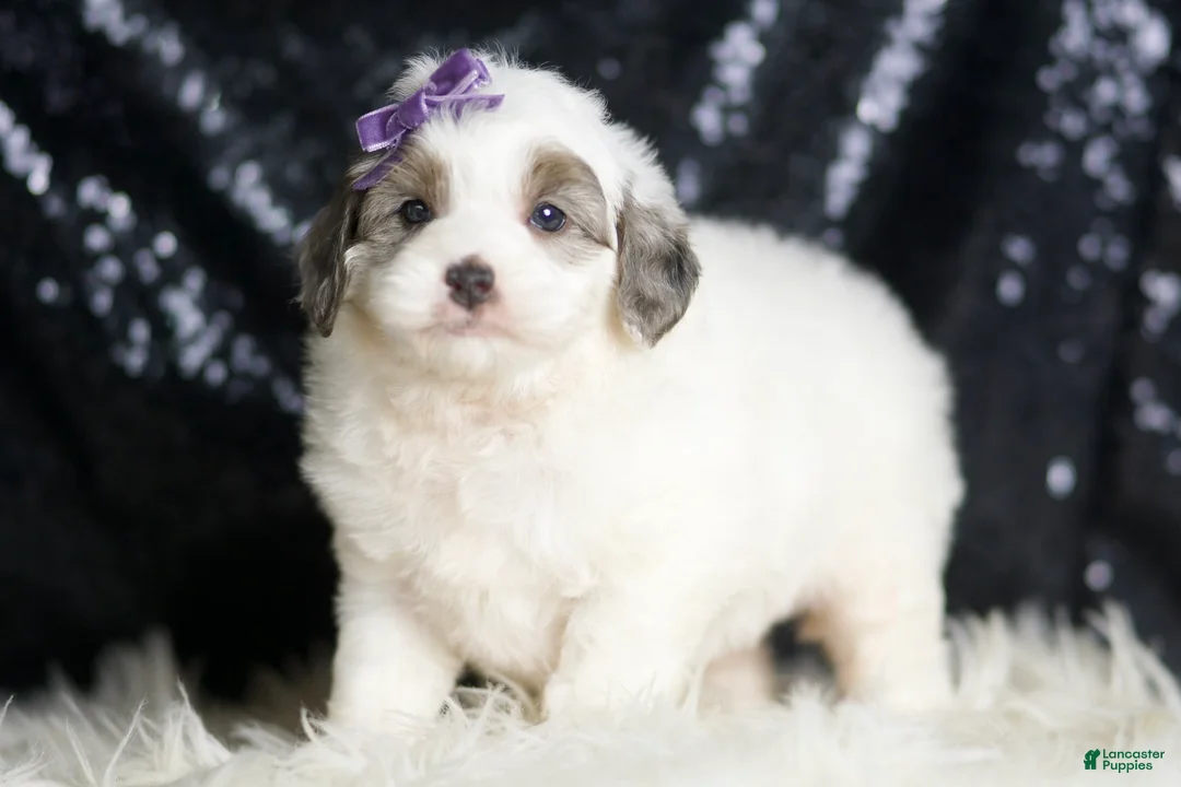 Mini Goldendoodle dogs for sale: Hannah - Ad 1