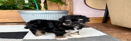 Havapoo dogs for sale: Havapoo boy 1 TriColor - Ad 5