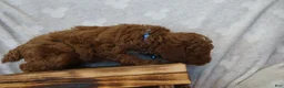 Miniature Poodle dogs for sale: Freckles - Ad 5