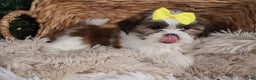 Shih Tzu dogs for sale: Norrie - Ad 22