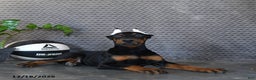 Doberman Pinscher dogs for sale: Zane - Ad 3