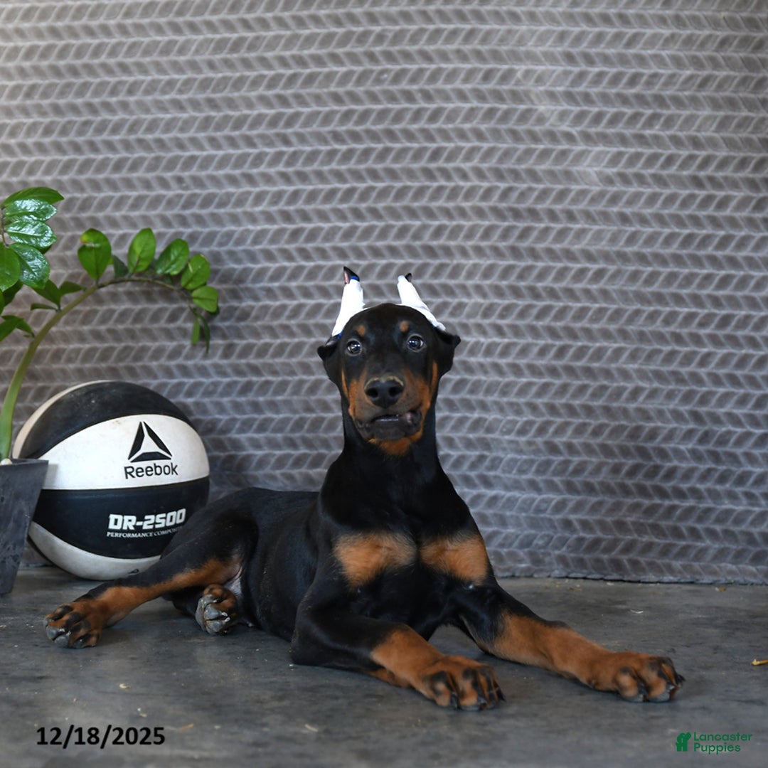 Doberman Pinscher dogs for sale: Zane - Ad 3
