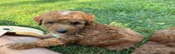 Mini Aussiedoodle dogs for sale: Blaze - Ad 7
