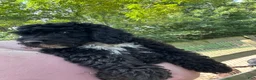 Mini Goldendoodle dogs for sale: Jasper - Ad 3