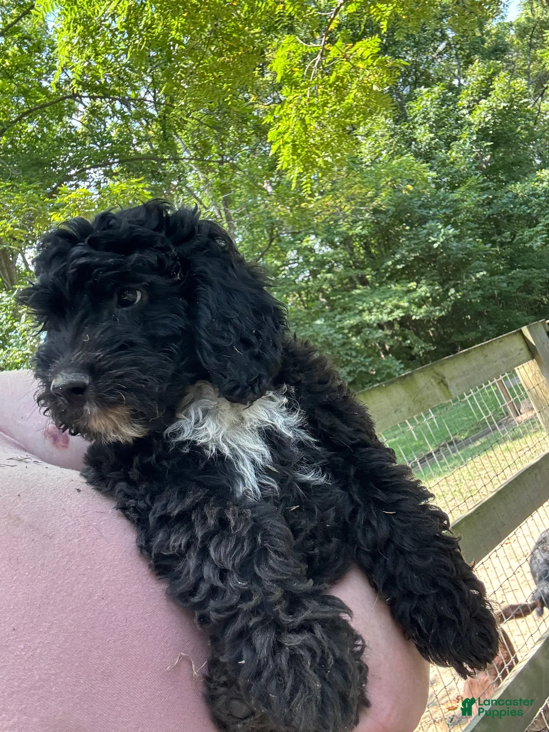 Mini Goldendoodle dogs for sale: Jasper - Ad 3