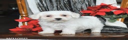 Bichon Frise dogs for sale: Dixie - Ad 1