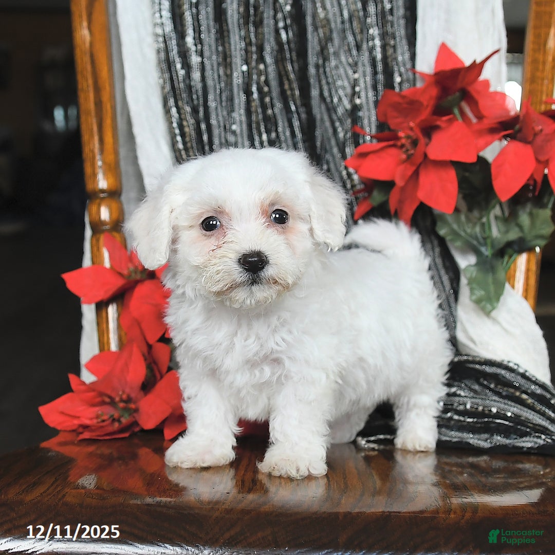 Bichon Frise dogs for sale: Dixie - Ad 1