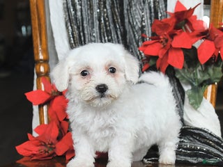 Bichon Frise dogs Dixie - Ad 4