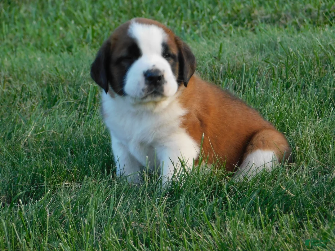 Saint Bernard dogs for sale: Terry - Ad 2