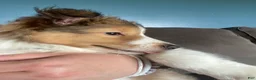 Shetland Sheepdog dogs for sale: Shetland Sheepdog Puppy 1 - Ad 6