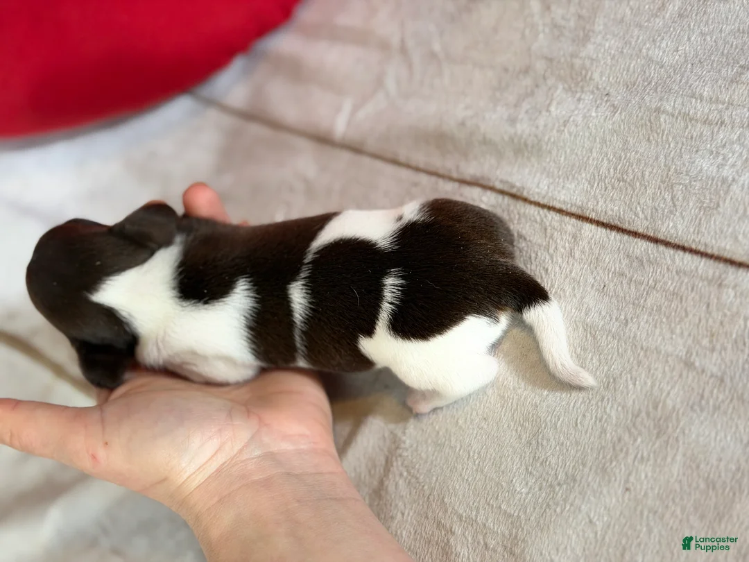 Miniature Dachshund dogs for sale: AKC SH Fiona DNA OFA - Ad 6