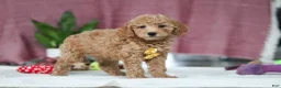 Mini Goldendoodle dogs for sale: Chase - Ad 5