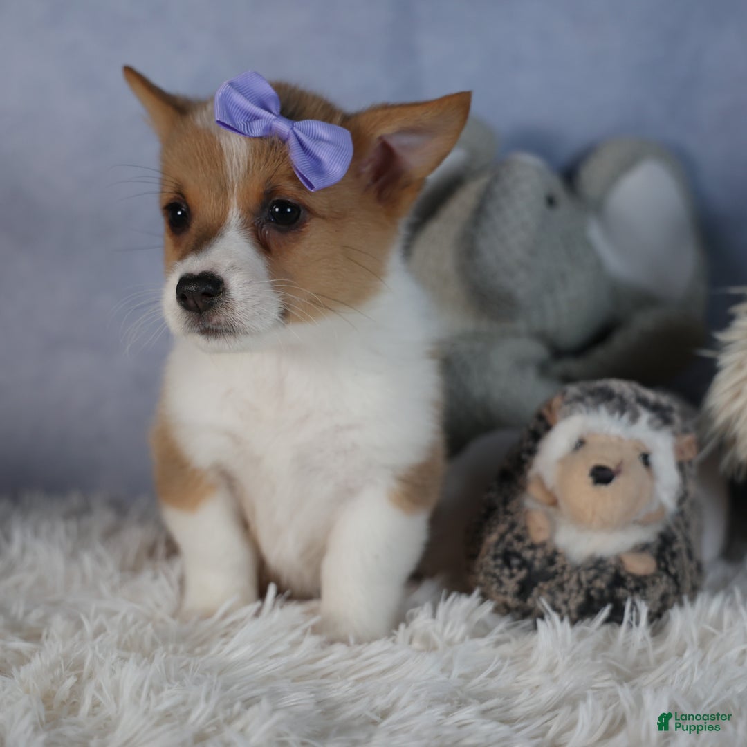 Welsh Corgi Pembroke dogs for sale: Dora - Ad 7