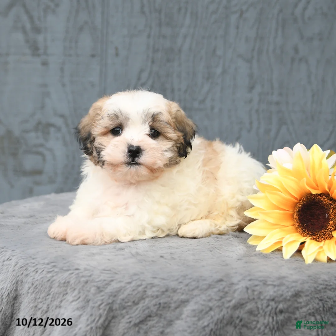 Teddy Bear dogs for sale: Cocoa - Ad 2
