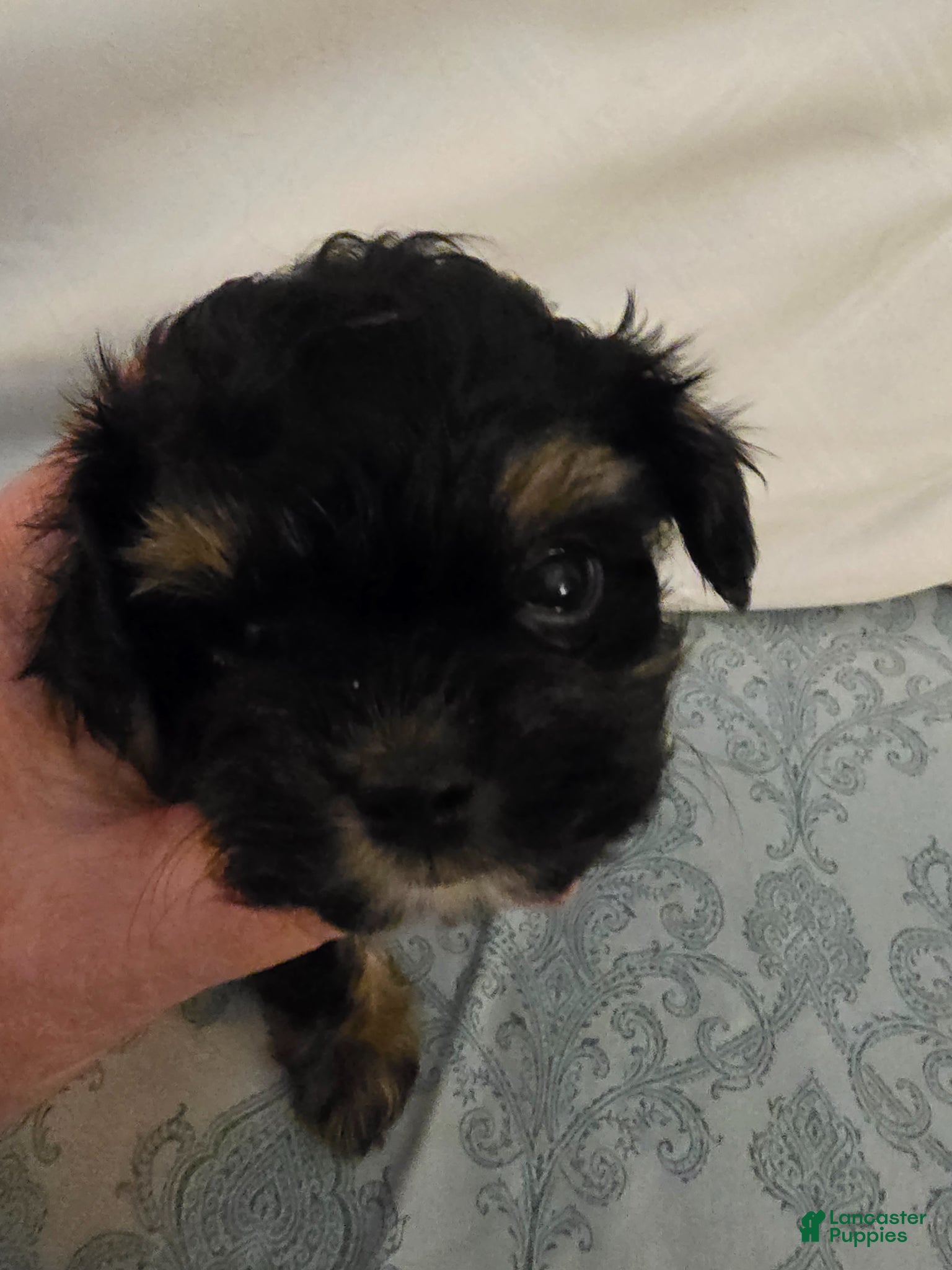 Maltipoo dogs Maltipoo Puppy 4 - Ad 1