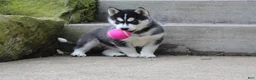Siberian Husky dogs for sale: Bandit - Ad 4