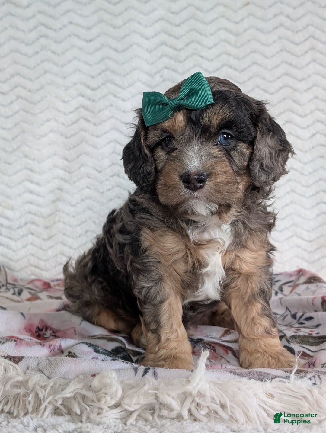 Cavapoo dogs for sale: Charlie  - Ad 9