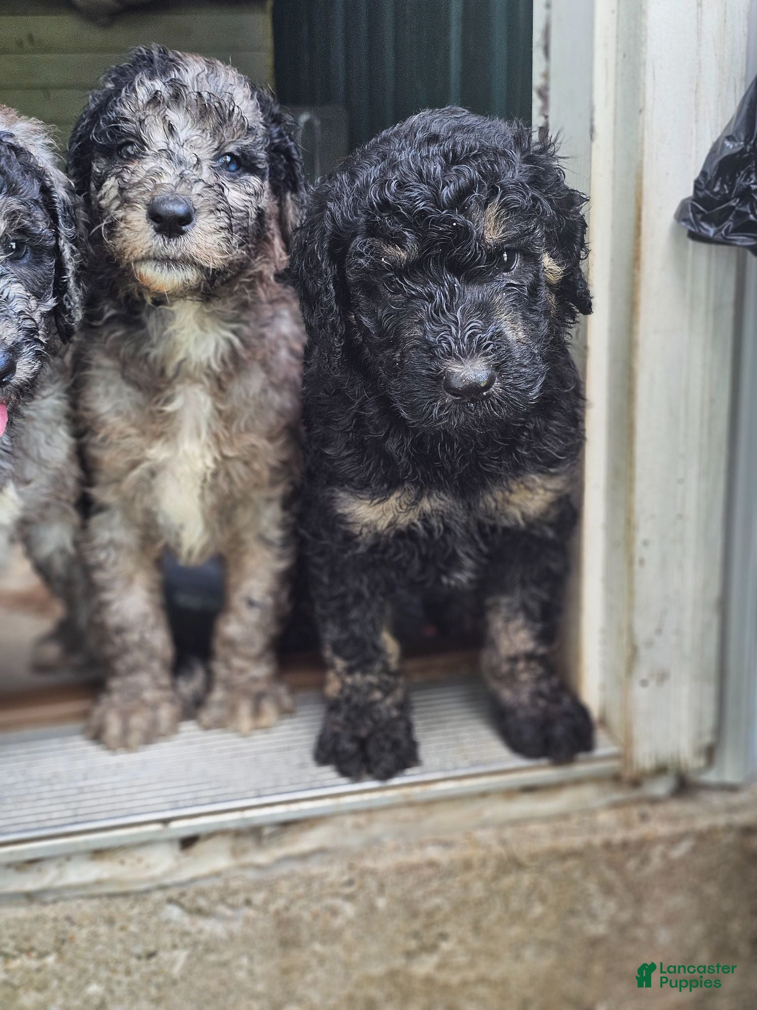 Standard Poodle dogs Standard Poodle 3 - Ad 41