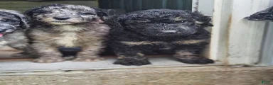 Standard Poodle 3