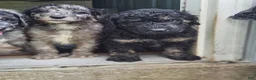 Standard Poodle dogs for sale: Standard Poodle 3 - Ad 1