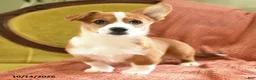 Welsh Corgi Pembroke dogs for sale: Carmen - Ad 3