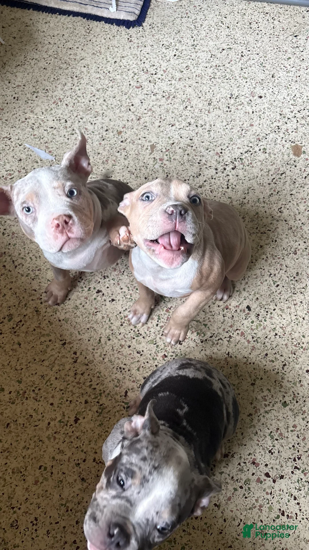 American Bully dogs for sale: American Bully Puppy 1 - Ad 2