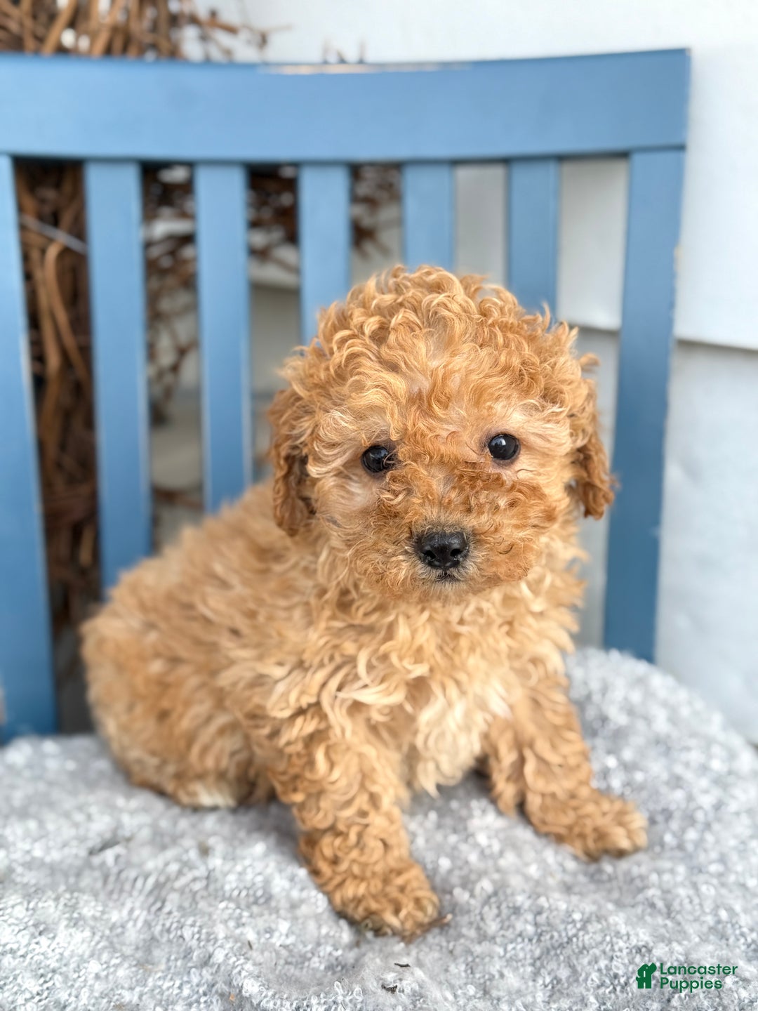 Toy Poodle dogs for sale: Oaks - Ad 4