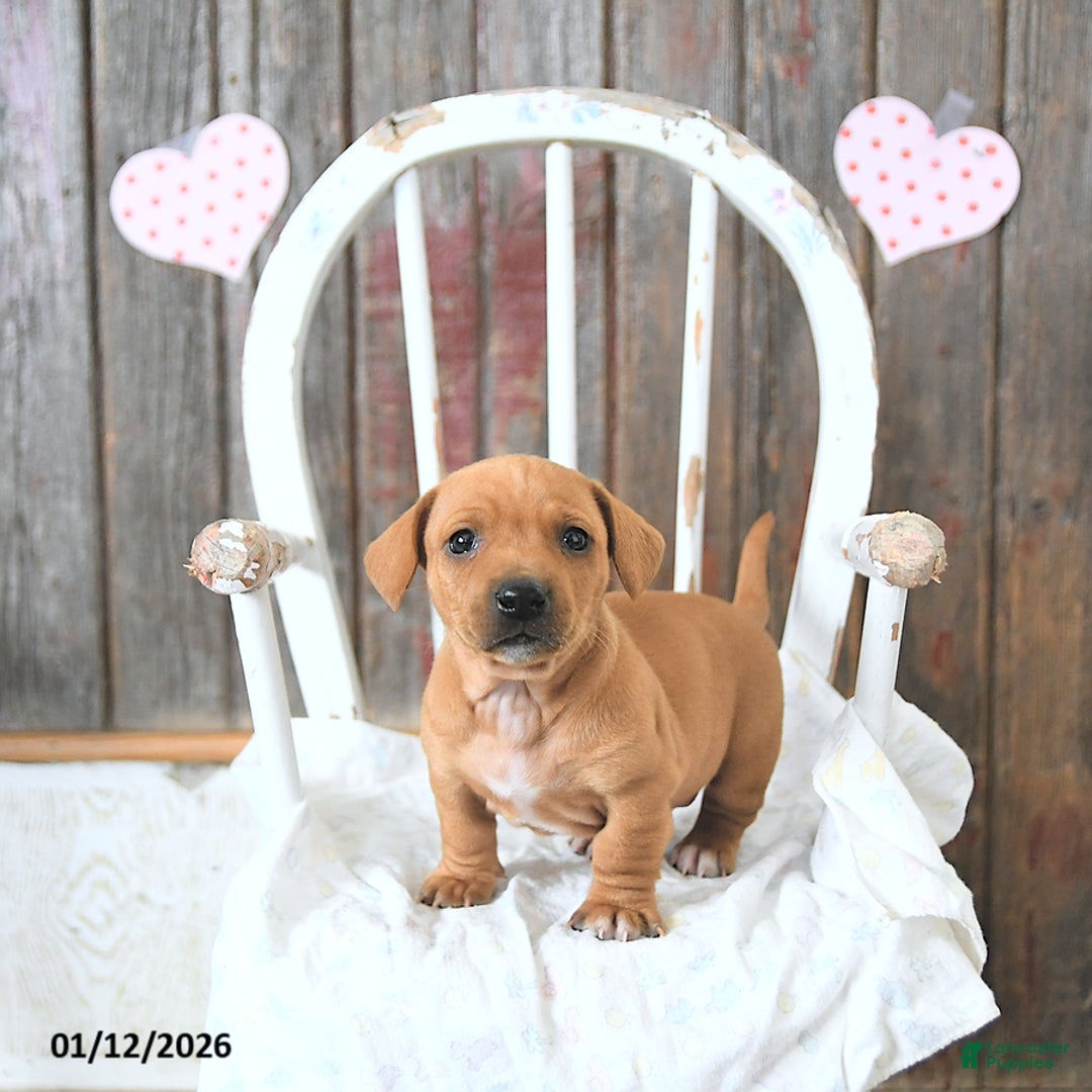 Miniature Dachshund dogs for sale: Brody - Ad 2