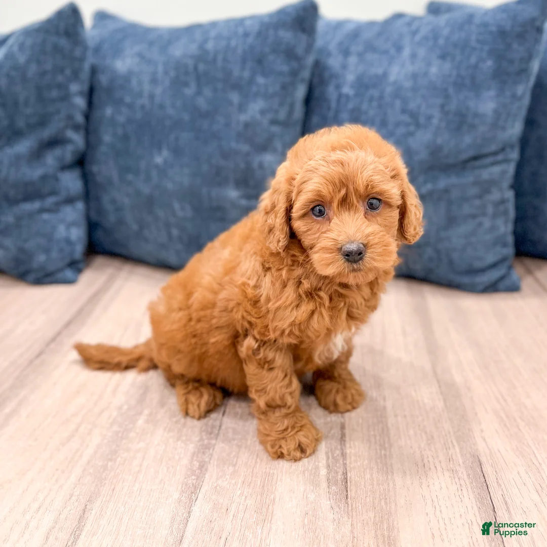 Miniature Poodle dogs for sale: Goldie - Ad 1