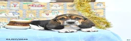 Basset Hound dogs for sale: Jacqueline - Ad 15