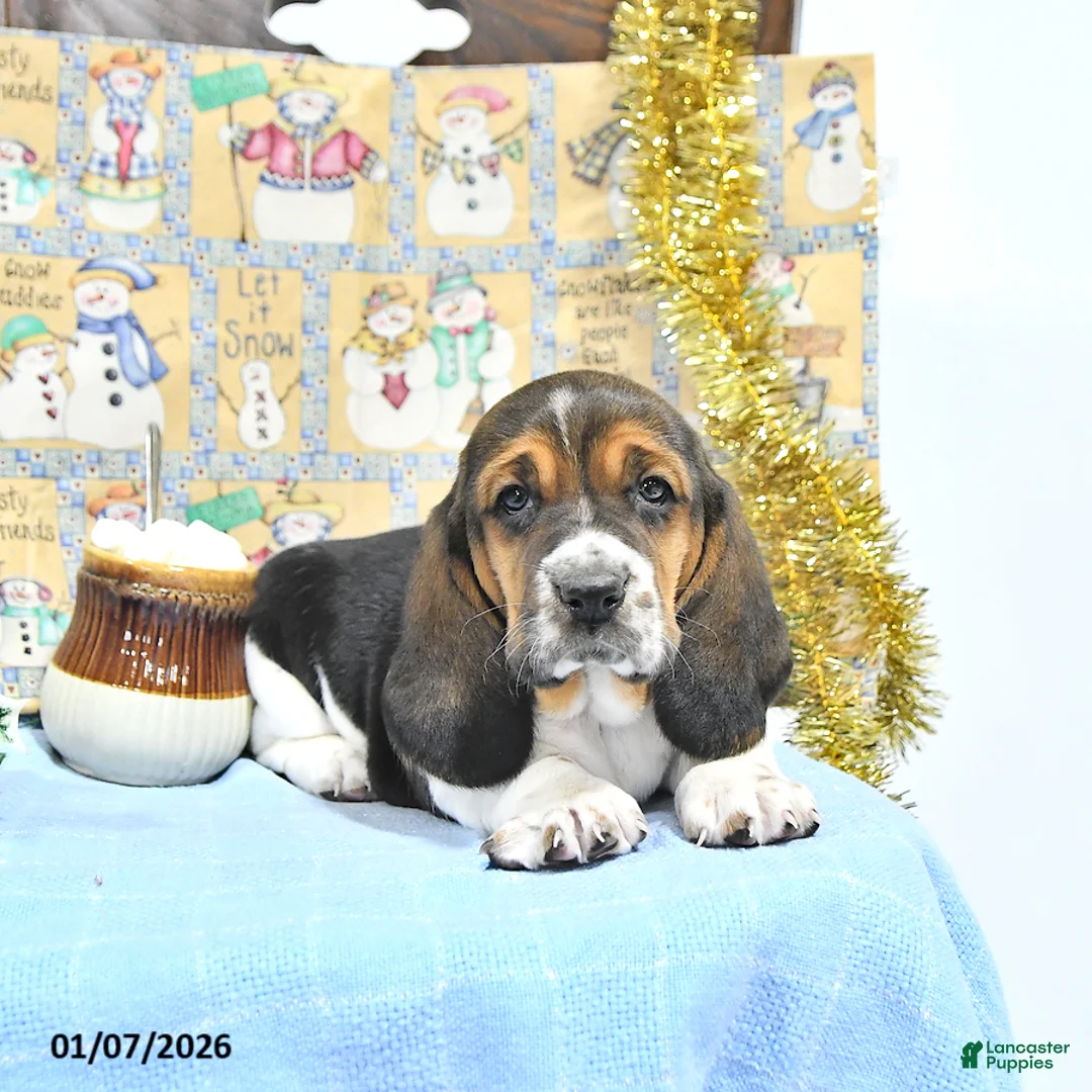 Basset Hound dogs for sale: Jacqueline - Ad 15