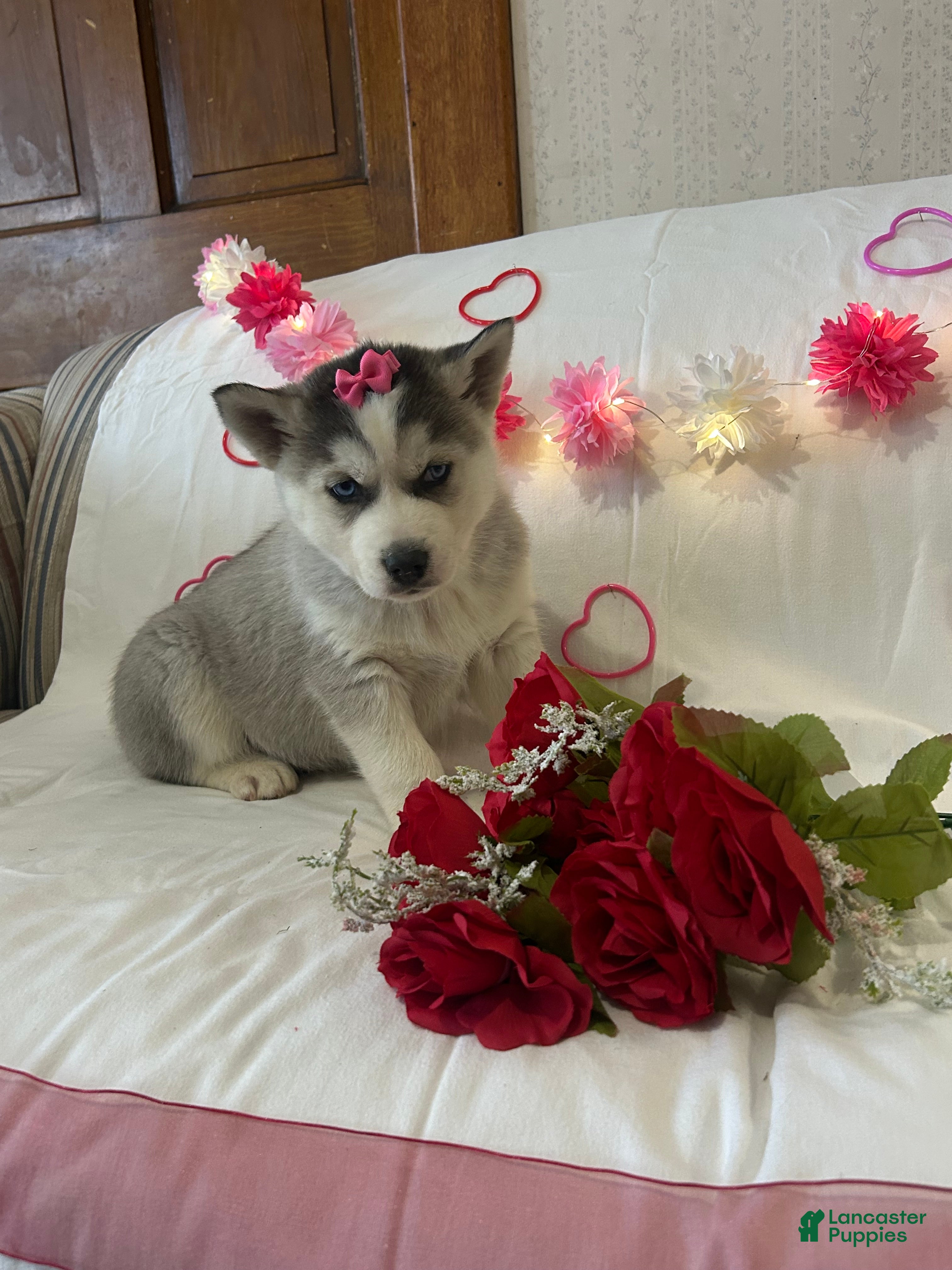 Siberian Husky dogs Siberian Husky Puppy 2 - Ad 2