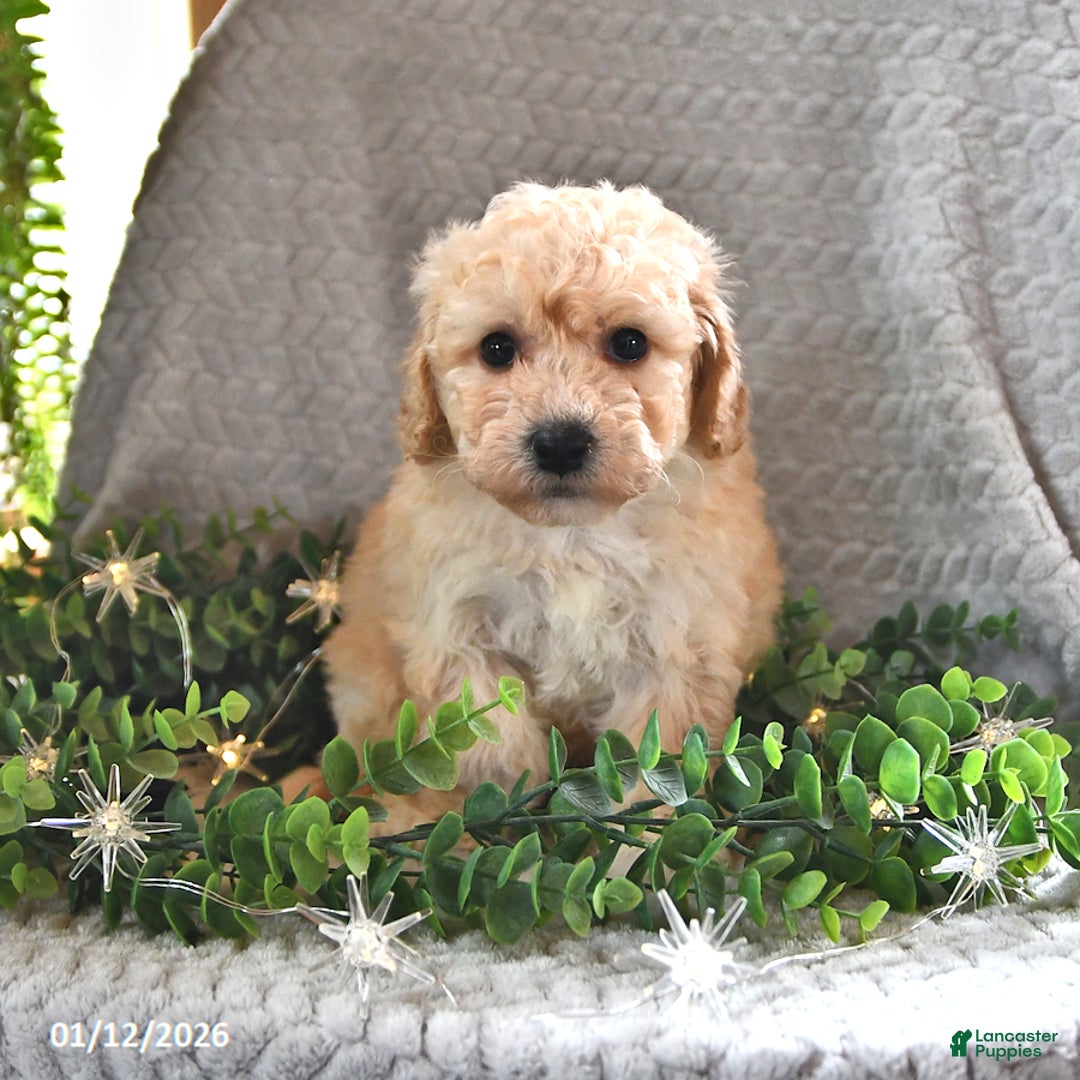 Cavachon dogs for sale: Miles - Ad 2