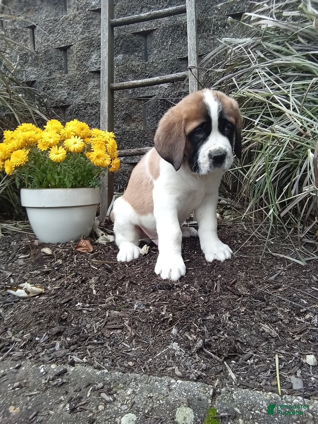 Saint Bernard dogs for sale: Duke - Ad 1
