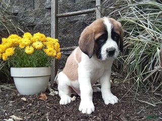 Saint Bernard dogs Duke - Ad 4
