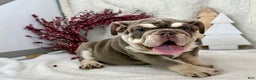 English Bulldog dogs for sale: Skye - Ad 1