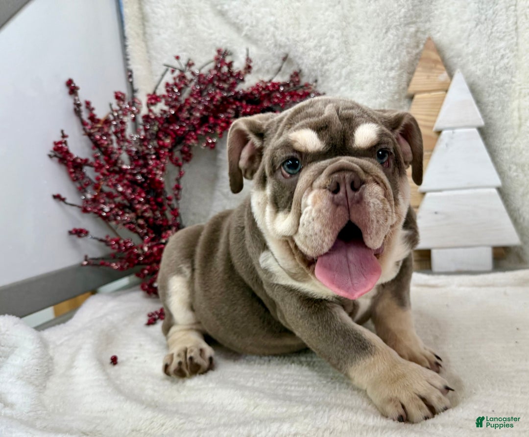 English Bulldog dogs for sale: Skye - Ad 1