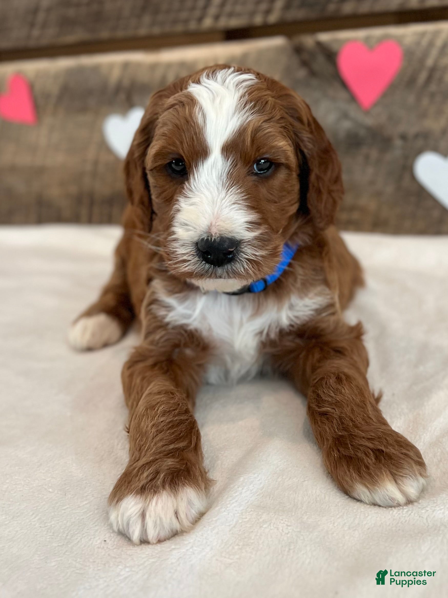 Irish Doodle dogs Murphy - Ad 32