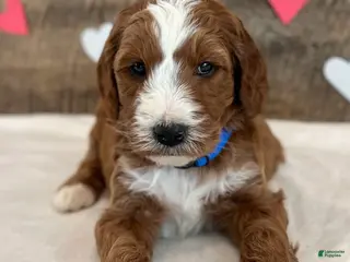 Irish Doodle dogs Murphy - Ad 32