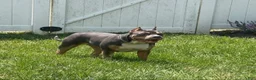 American Bully dogs for sale: Blossom - Ad 8