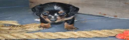 Dachshund dogs for sale: Tasha - Ad 3