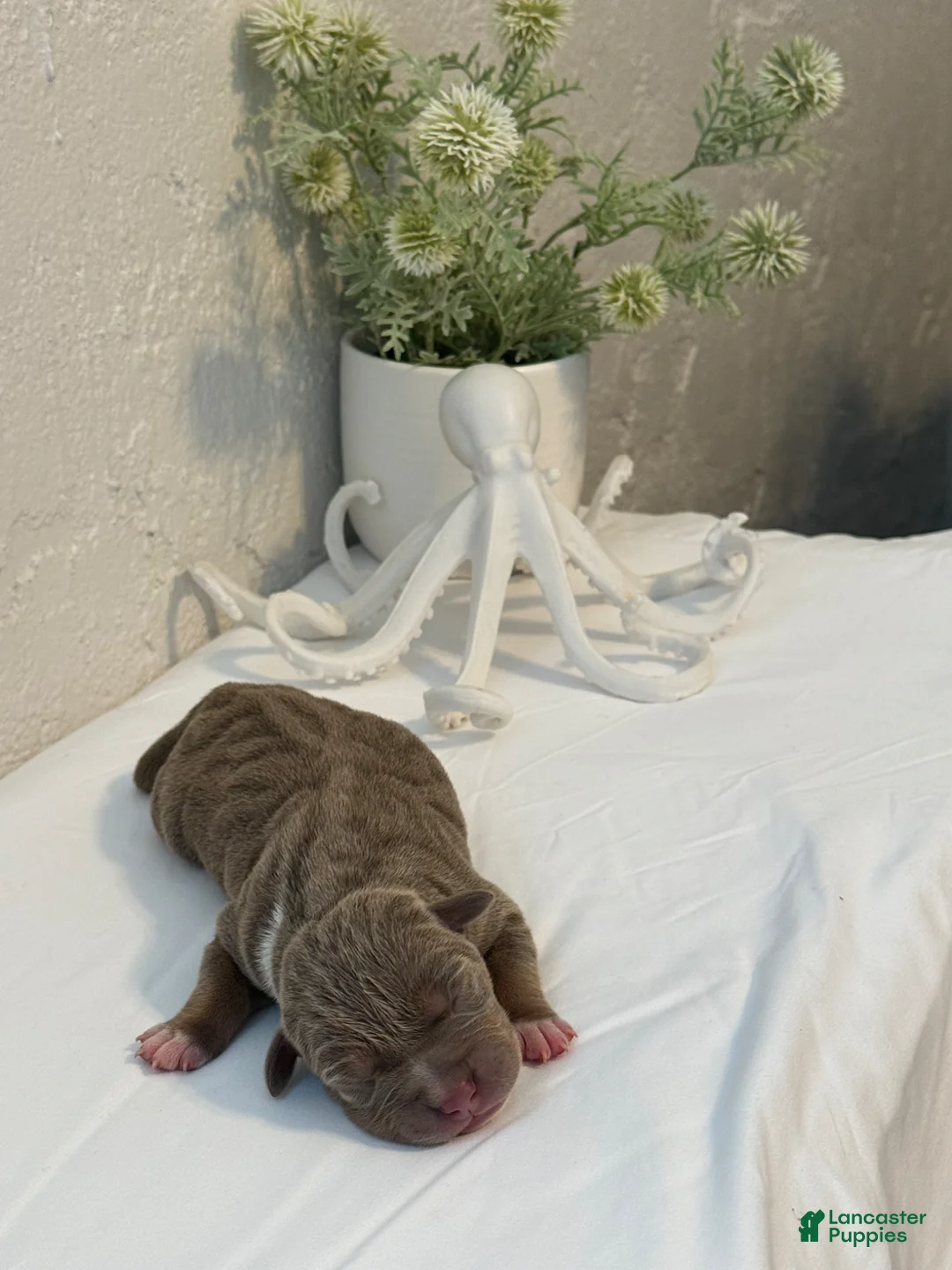American Bully dogs for sale: Marina - Ad 15