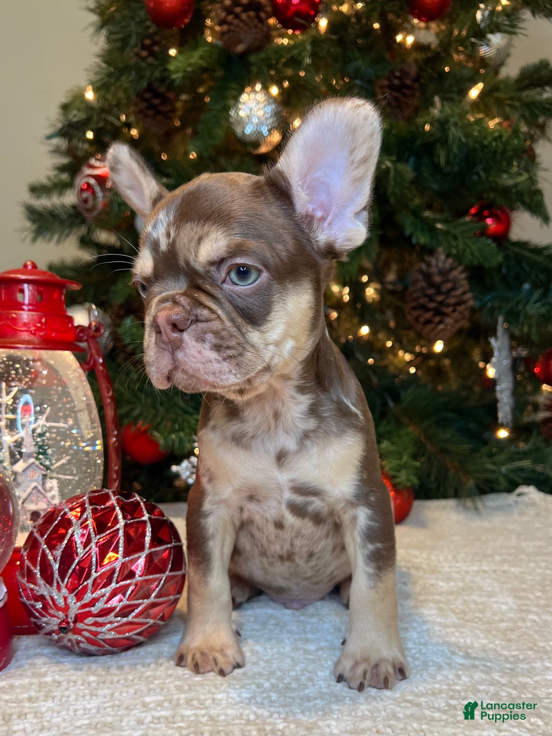 French Bulldog dogs for sale: Reese’s Akc - Ad 2