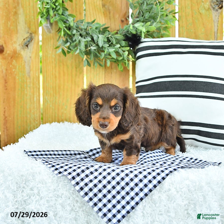 Miniature Dachshund dogs Charger - Ad 2