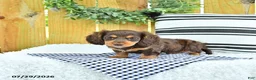 Miniature Dachshund dogs for sale: Charger - Ad 2