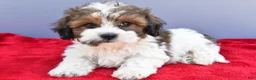 Teddy Bear dogs for sale: Trigger - Ad 4